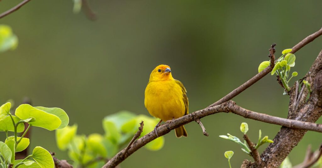 Découverte du concept de Canary dans le domaine de la cybersécurité découvrez le canari, ce petit oiseau aux couleurs vives et au chant mélodieux. apprenez tout sur son habitat, ses caractéristiques et comment en prendre soin pour profiter de sa compagnie enchantée.