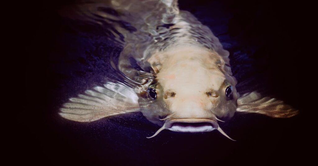 Comprendre le phénomène du catfish : définition et indicateurs clés découvrez le monde fascinant du poisson-chat, une espèce d'eau douce reconnue pour sa forme unique et son comportement intéressant. apprenez-en plus sur ses habitats, ses caractéristiques et son rôle dans l'écosystème aquatique.