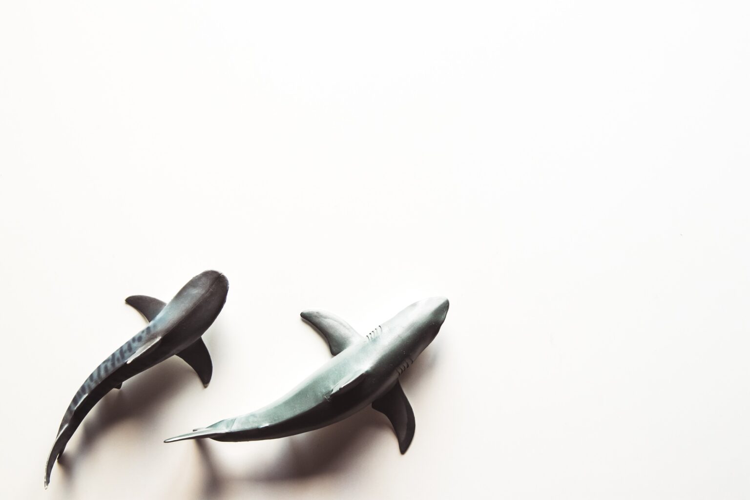 les dents de la mer 2 : un film dont l’adaptation en roman dépasse l’œuvre cinématographique Shark on White Background