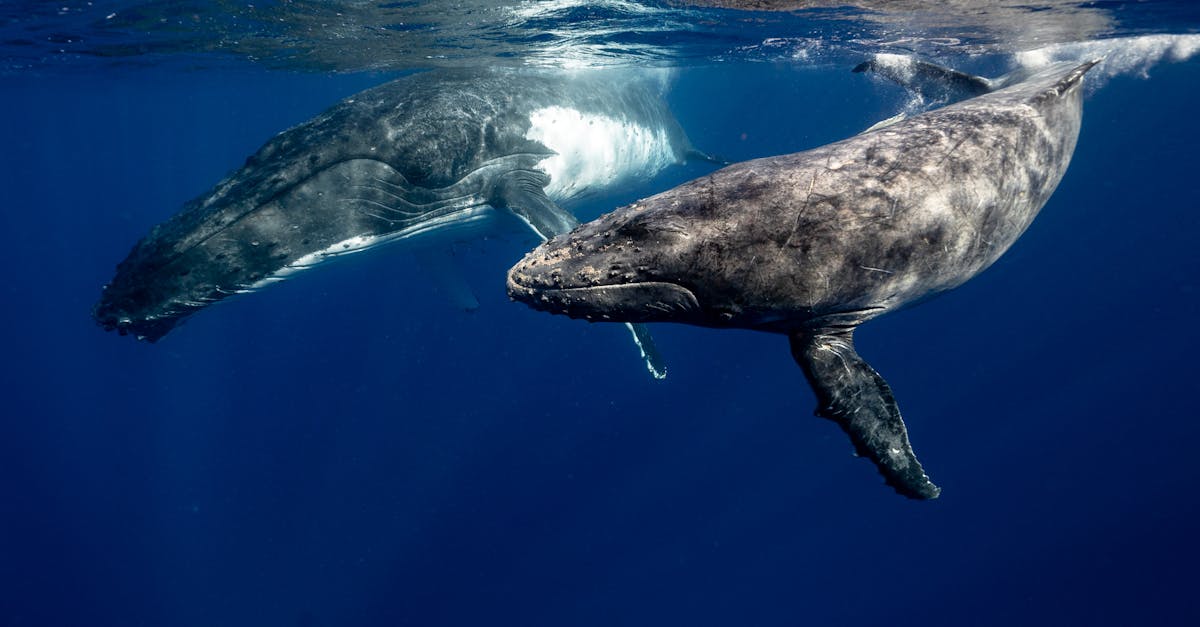 découvrez ce qu'est le whaling, une forme sophistiquée de cyberattaque ciblant les dirigeants d'entreprise afin d'obtenir des informations sensibles ou de l'argent. apprenez à reconnaître et à vous protéger contre ce type d'escroquerie.