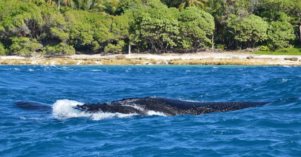 Comprendre l’attaque par whaling : un aperçu du phishing ciblé découvrez le whaling, une technique de cyberattaque ciblant les hauts dirigeants d'entreprises pour subtiliser des données sensibles ou des fonds. comprenez ses méthodes et comment s'en protéger efficacement.