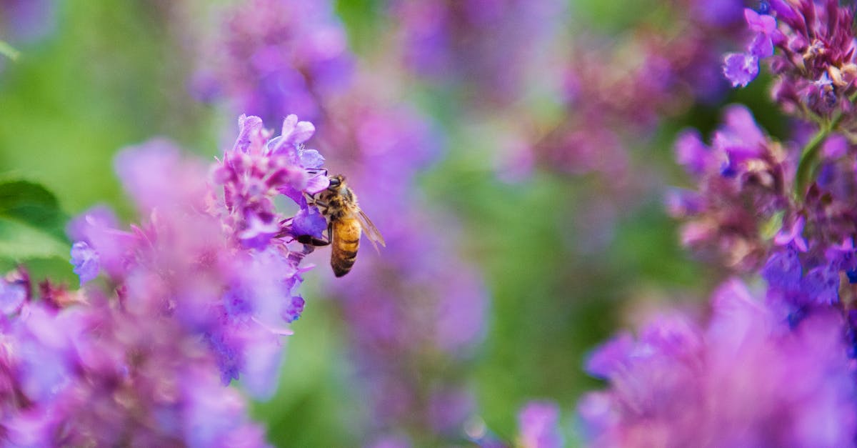 découvrez ce qu'est un honey token, un outil de cybersécurité utilisé pour détecter les accès non autorisés et protéger vos données contre les cyberattaques.