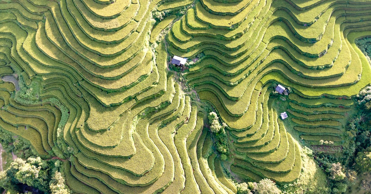 découvrez tout sur l'irrigation : techniques modernes, conseils d'installation et astuces pour optimiser l'arrosage de vos cultures et jardins. améliorez vos rendements grâce à une irrigation efficace et durable !