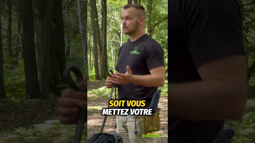 Codes de dressage d’animaux actifs pour novembre 2025 : astuces et récompenses à débloquer